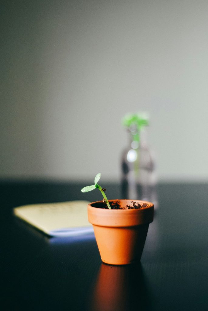 Small pot plant sprouting fresh leaves, representing growth of your SMSF property investment.