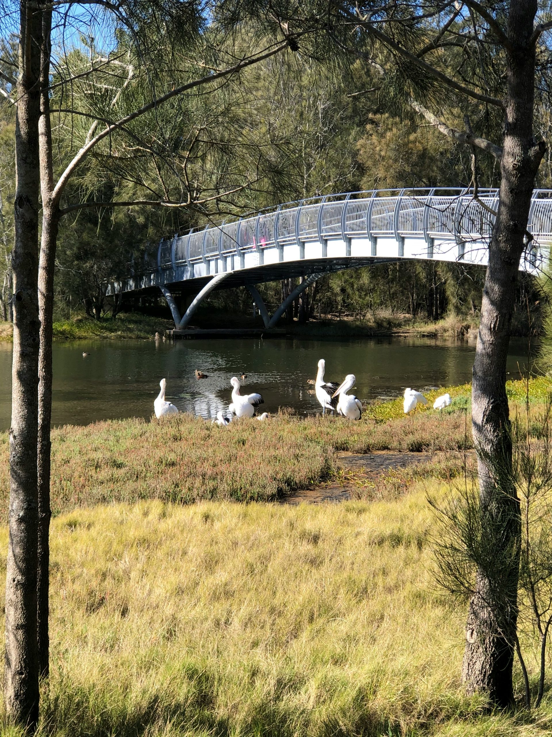 Killarney Vale pedestrian bridge with pelicans on Tuggerah Lake Central Coast NSW